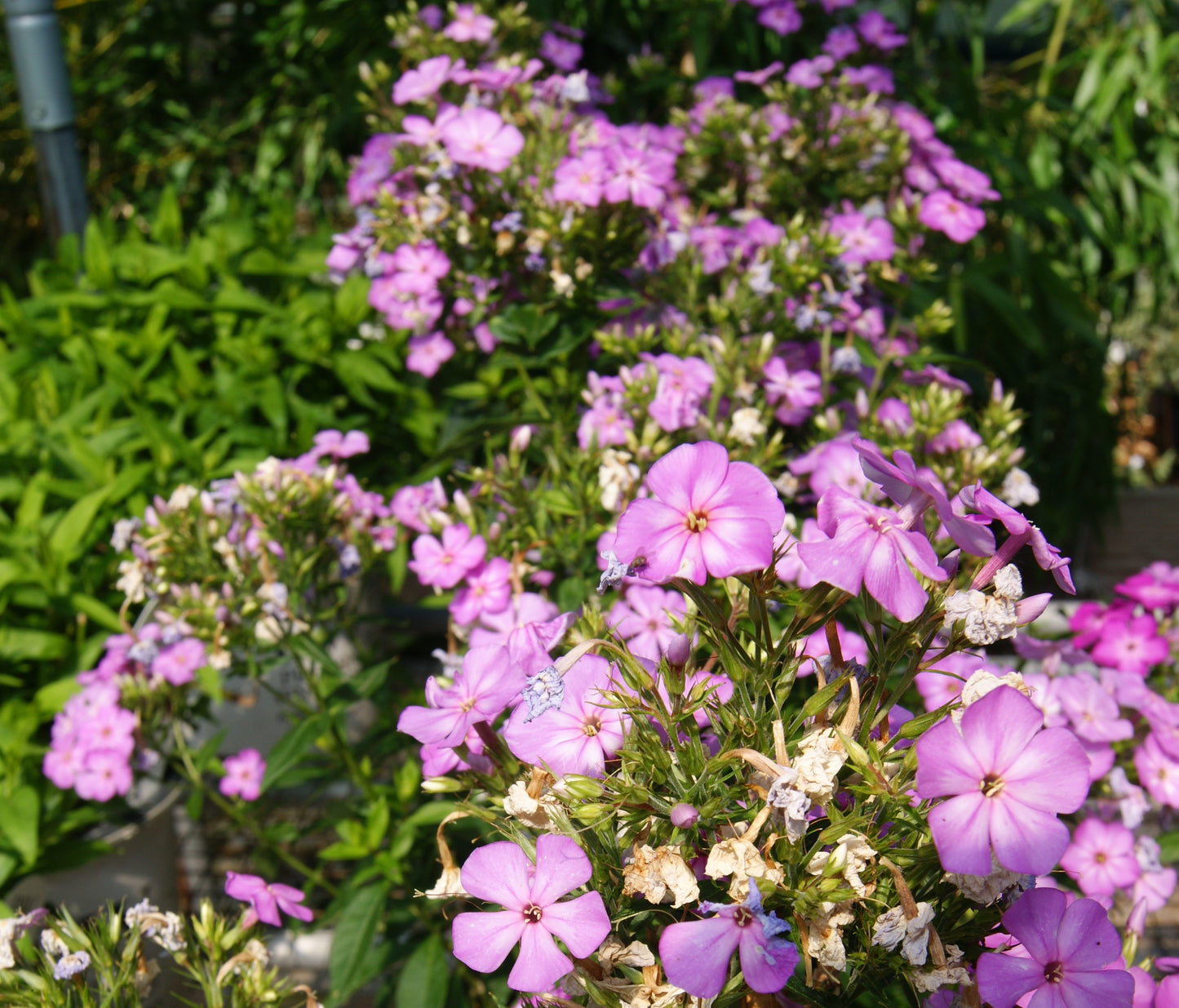 Phlox, Tall Garden 'Flame Lilac' (Phlox)