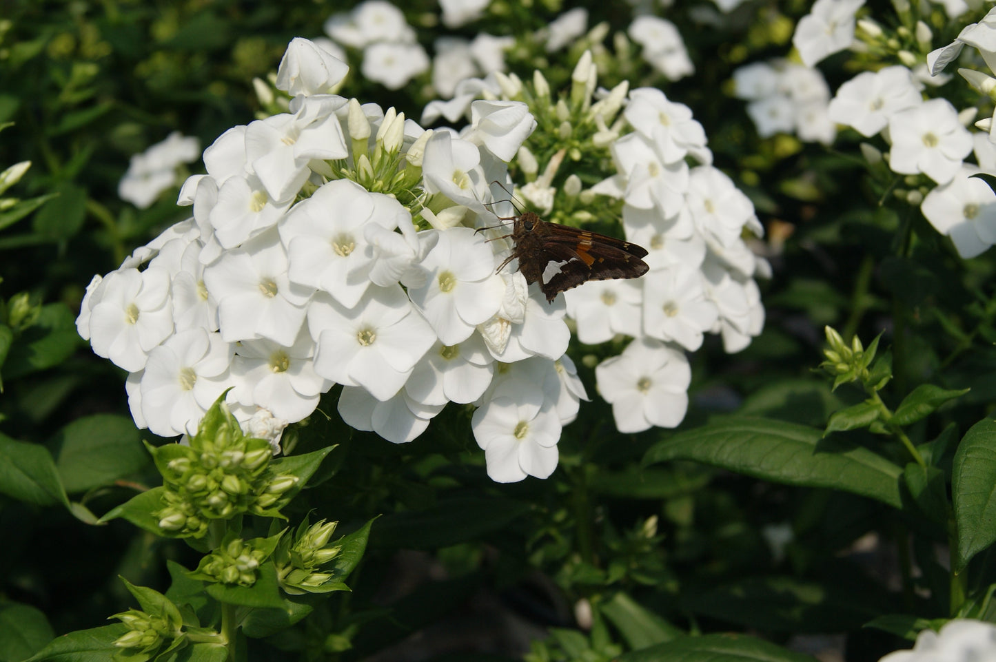 Phlox, Tall Garden 'Luminary Backlight' (Phlox)