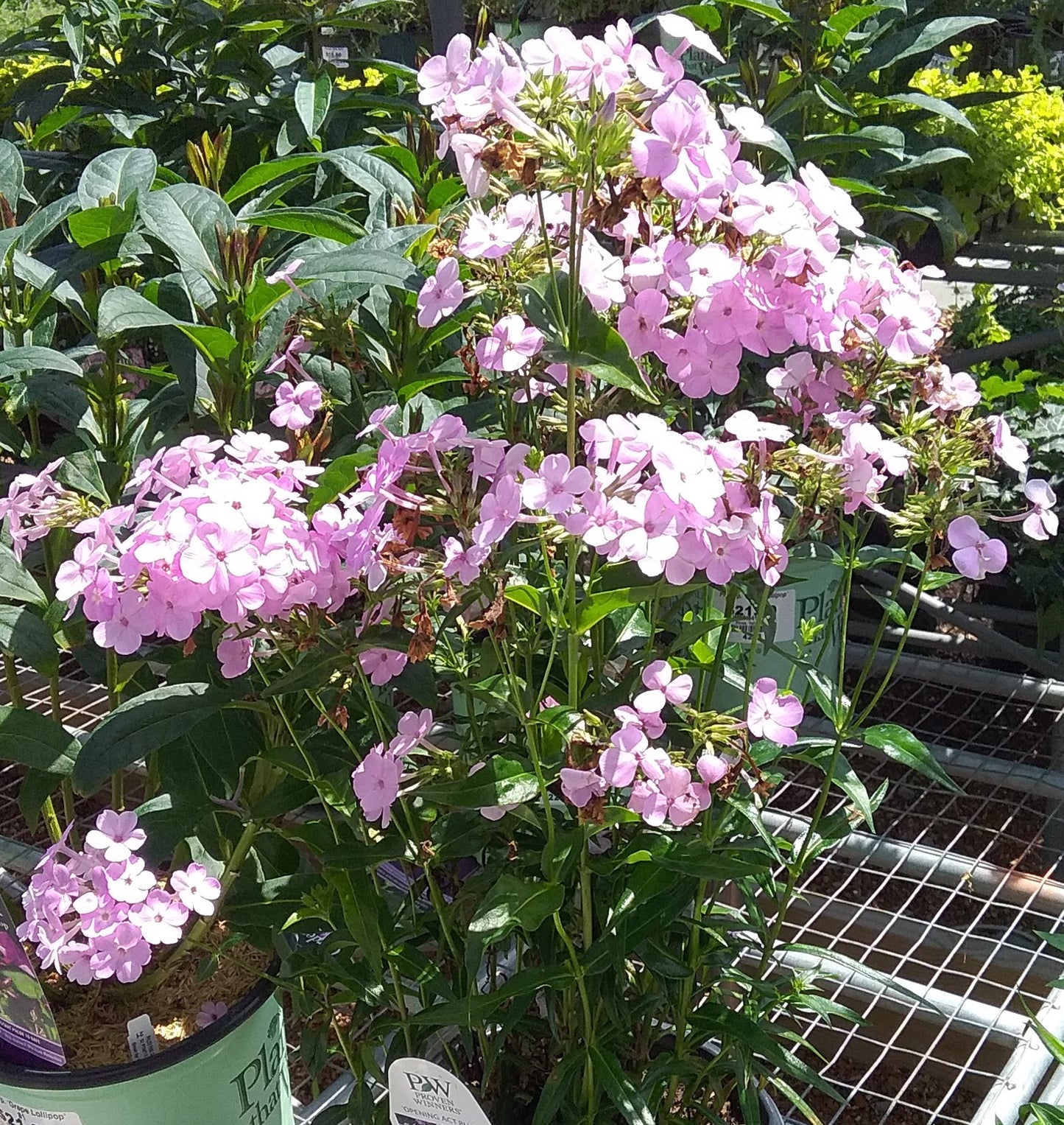 Phlox, Tall Garden Hybrid 'Opening Act Blush' (Phlox)