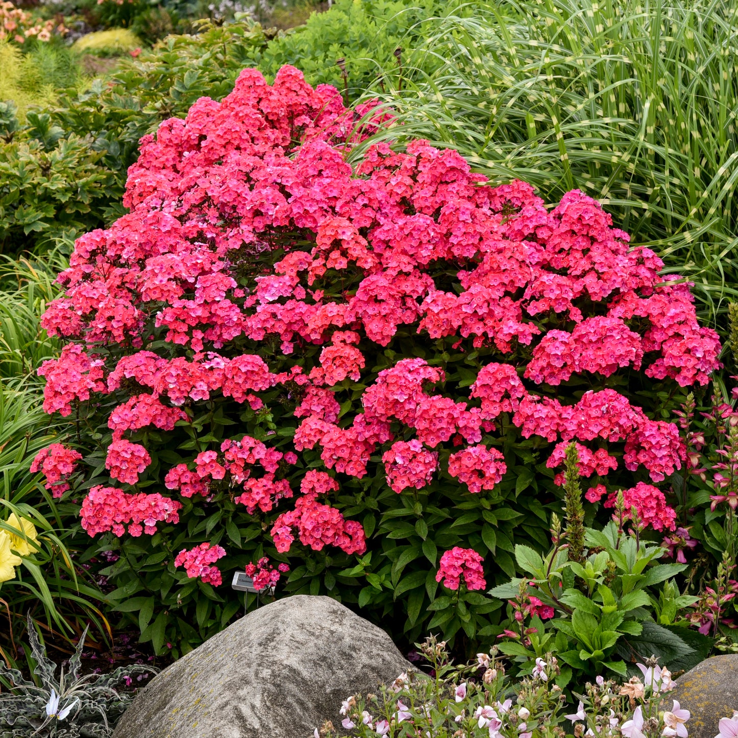 Phlox, Tall Garden 'Glamour Girl' (Phlox)