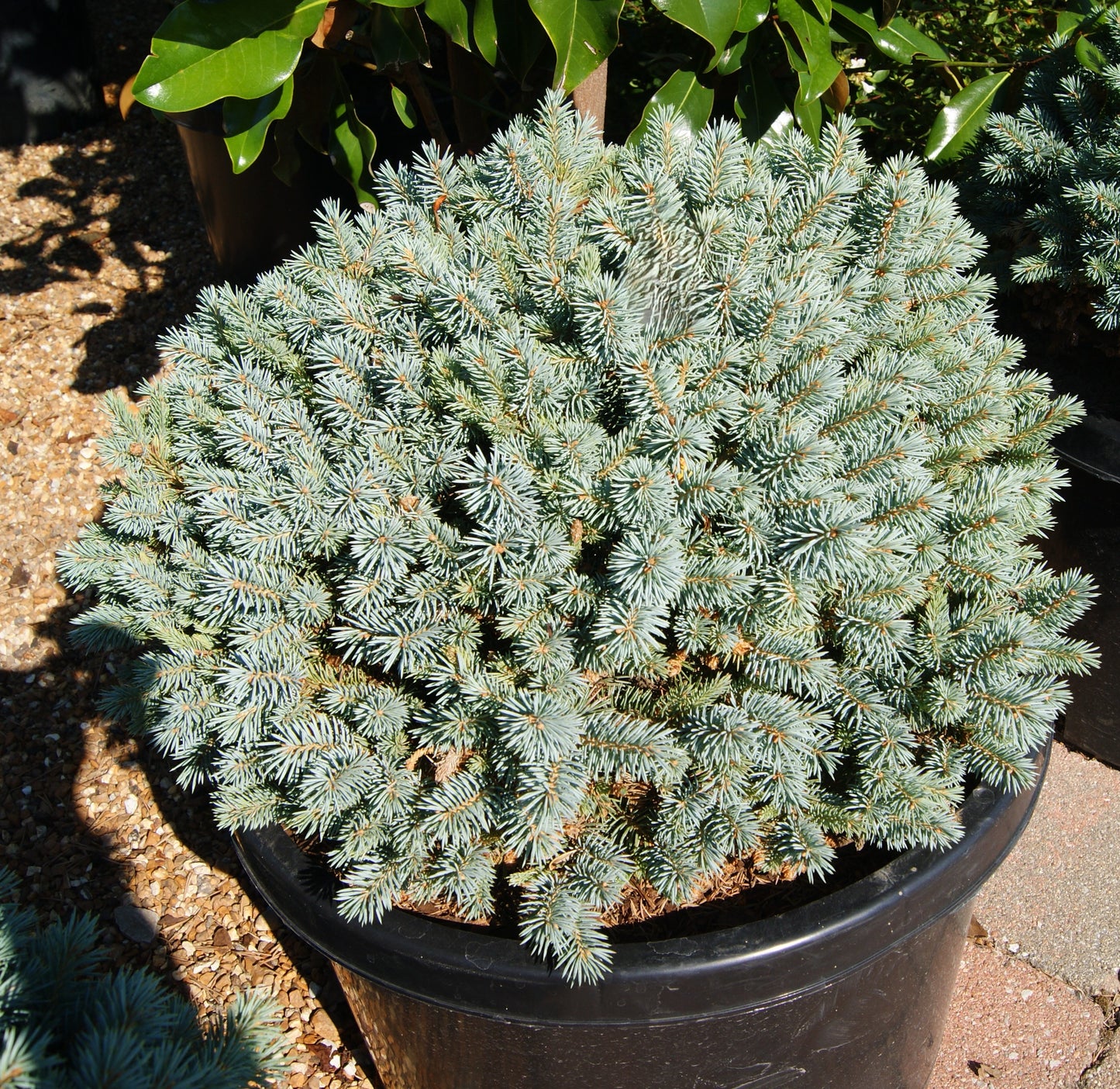 Spruce, Colorado Blue Dwarf 'Blue Pearl' (Picea)