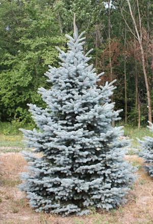 Spruce, Colorado Blue 'Baby Blue' (Picea)