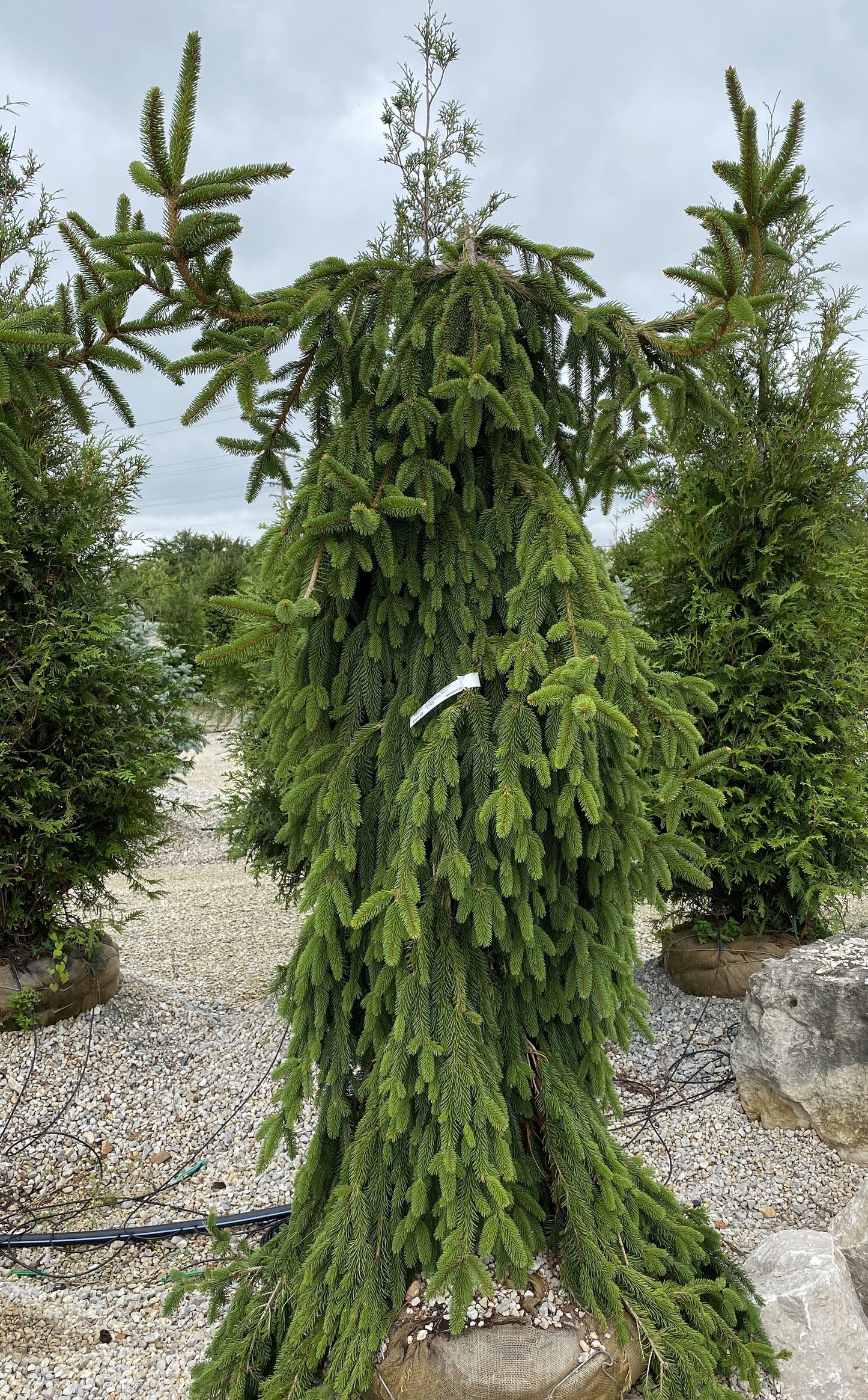 Spruce, Norway Weeping 'Pendula' (Picea)
