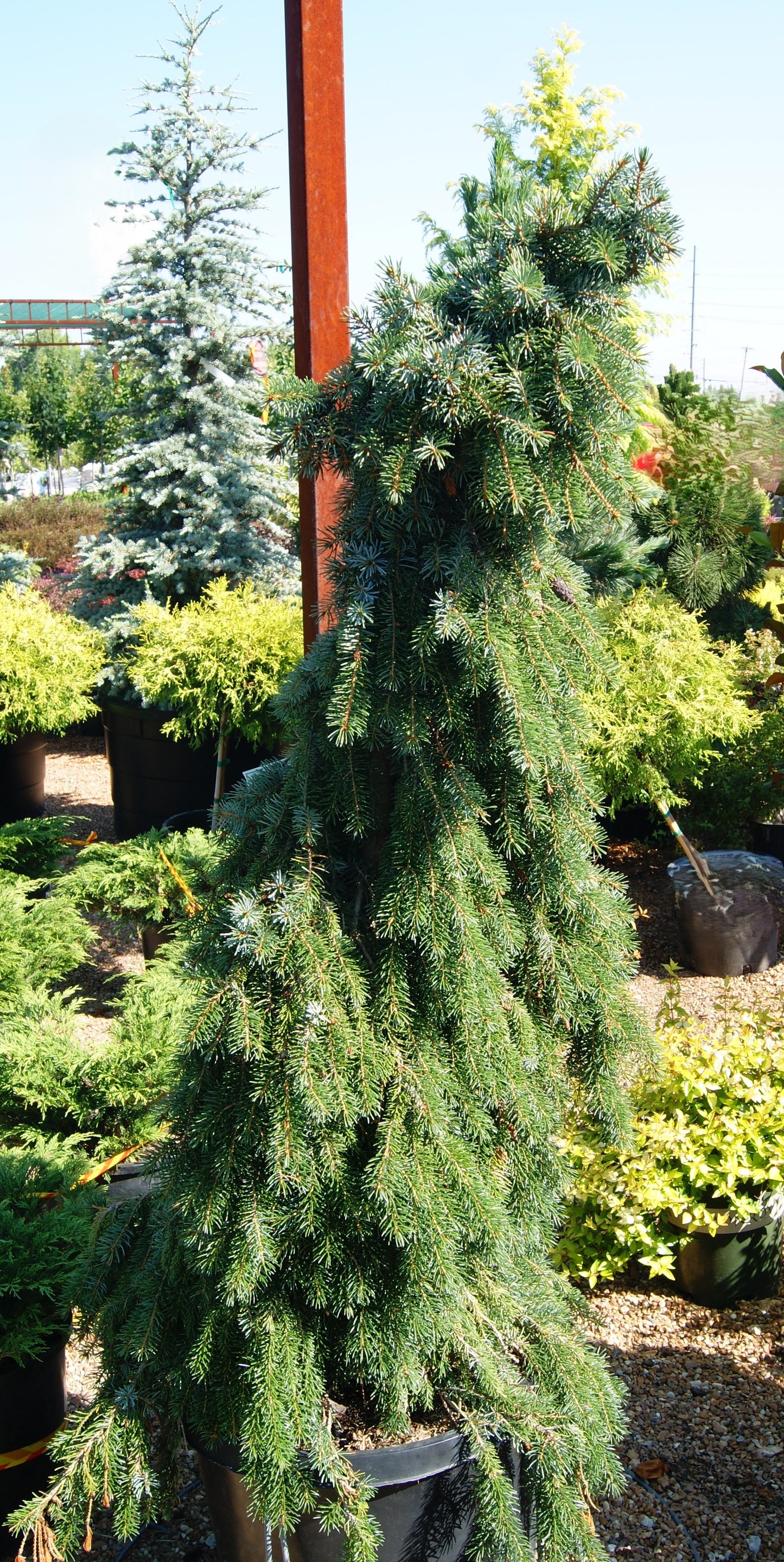 Spruce, Siberian Weeping Column 'Pendula Bruns' (Picea)