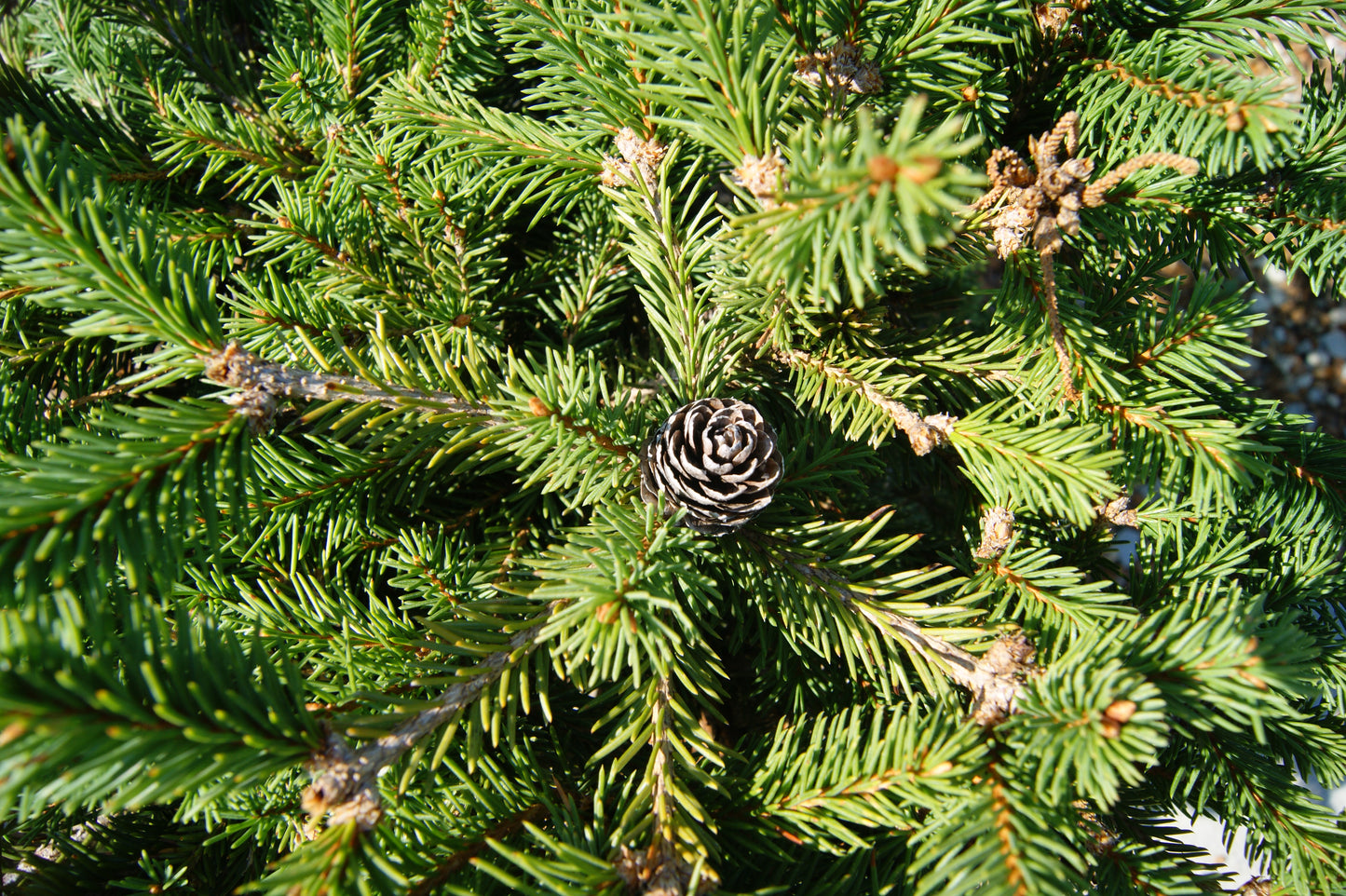 Spruce, Norway Dwarf 'Pusch' (Picea)