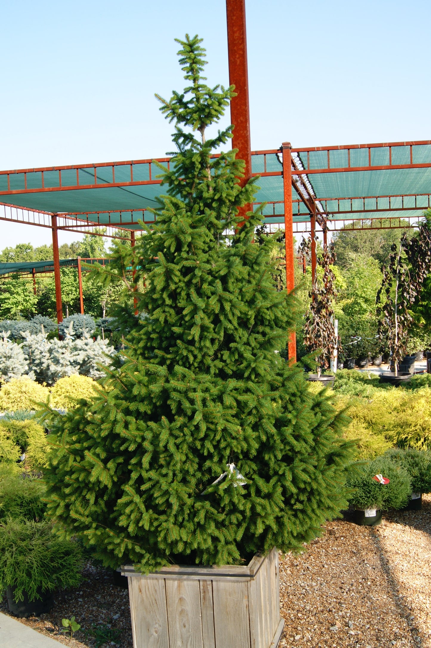 Spruce, Norway Dwarf 'Sherwood Compact' (Picea)
