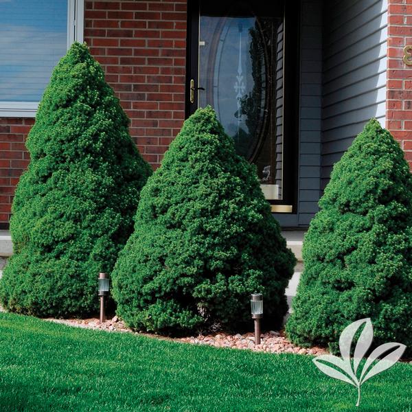 Spruce, Alberta Dwarf White (Picea) 3-Tier