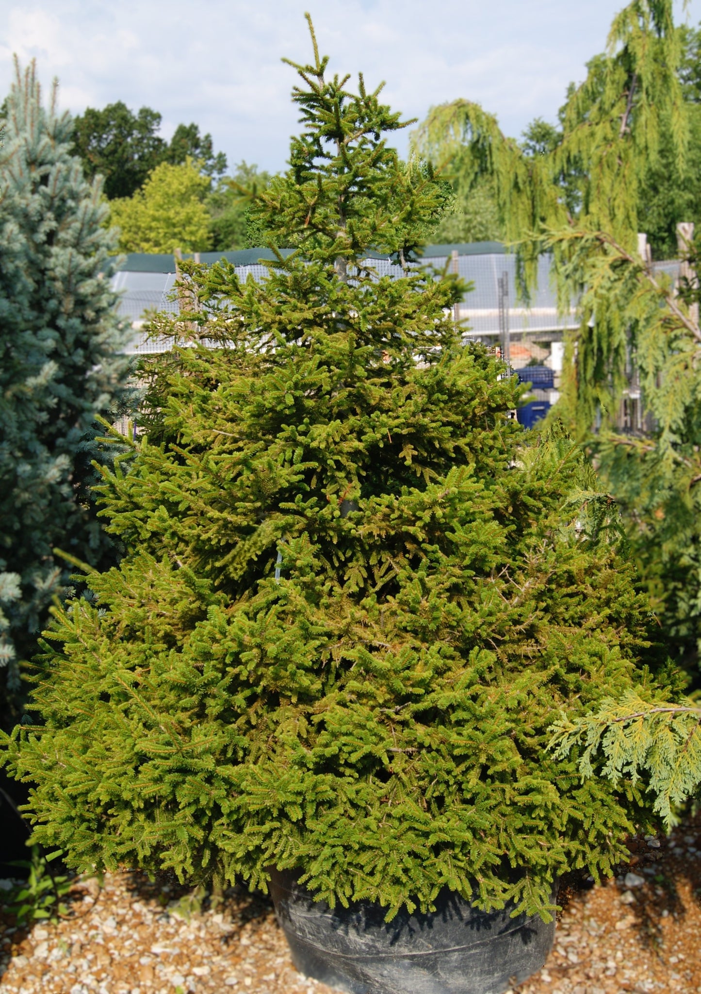 Spruce, Oriental (Picea)