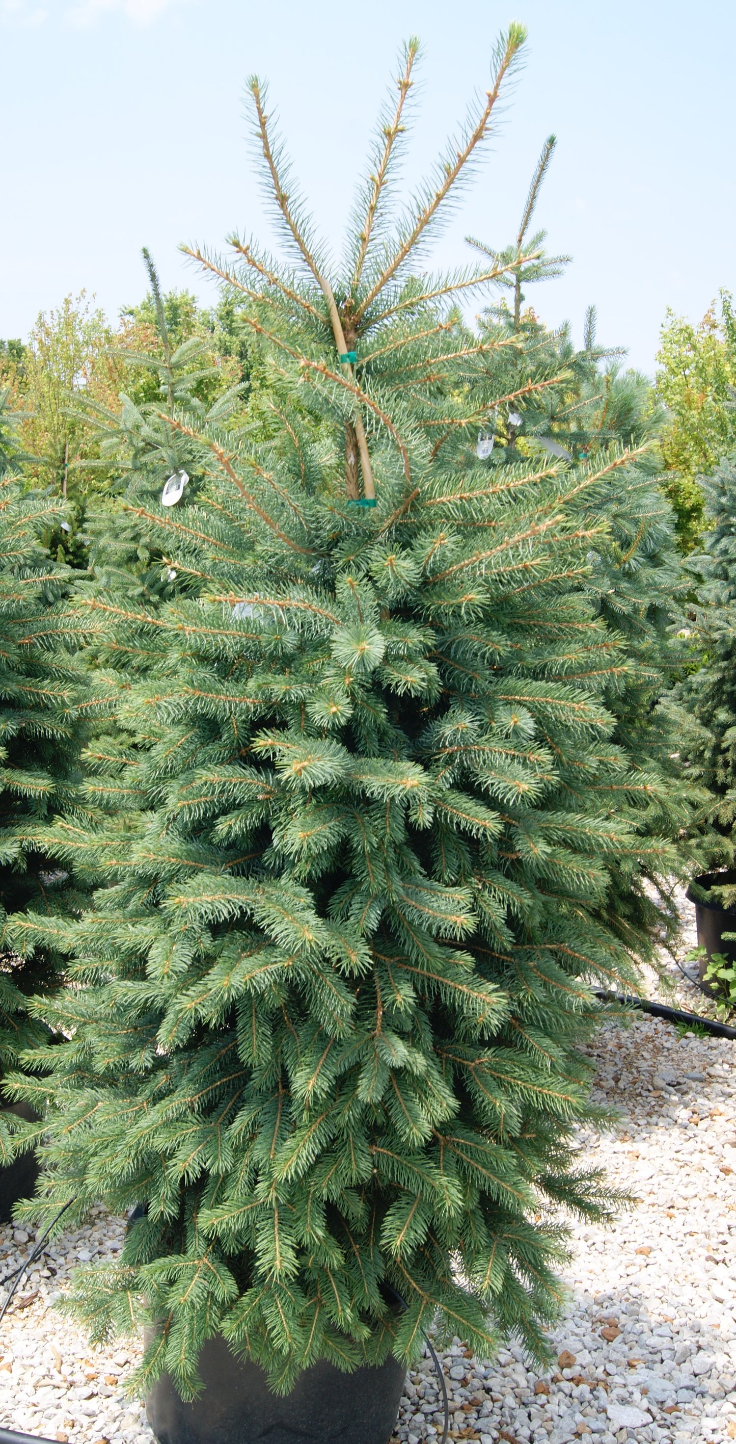 Spruce, Colorado Blue 'Candlelight' (Picea)