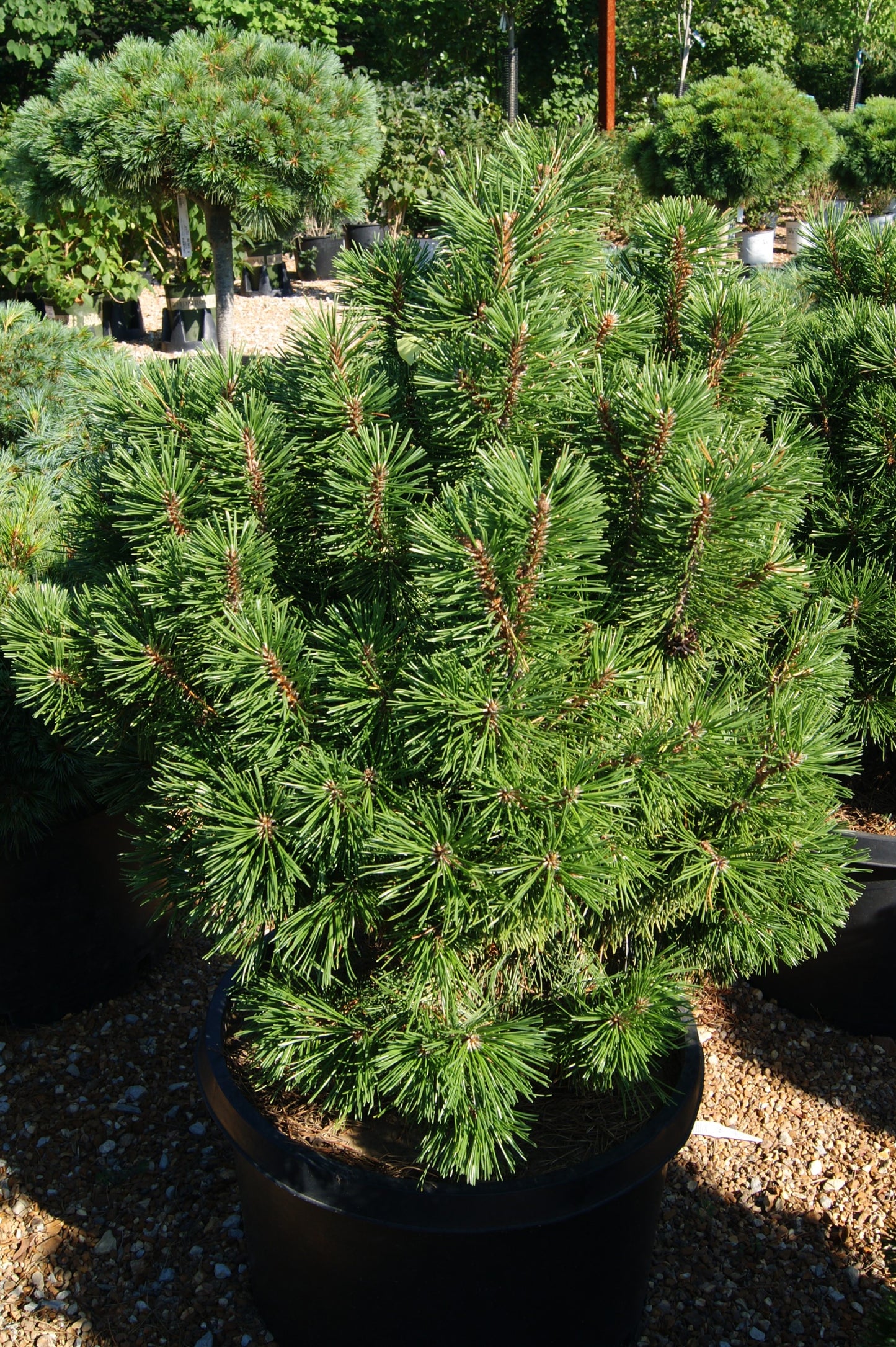 Pine, Swiss/ Mugo 'Big Tuna' (Pinus)