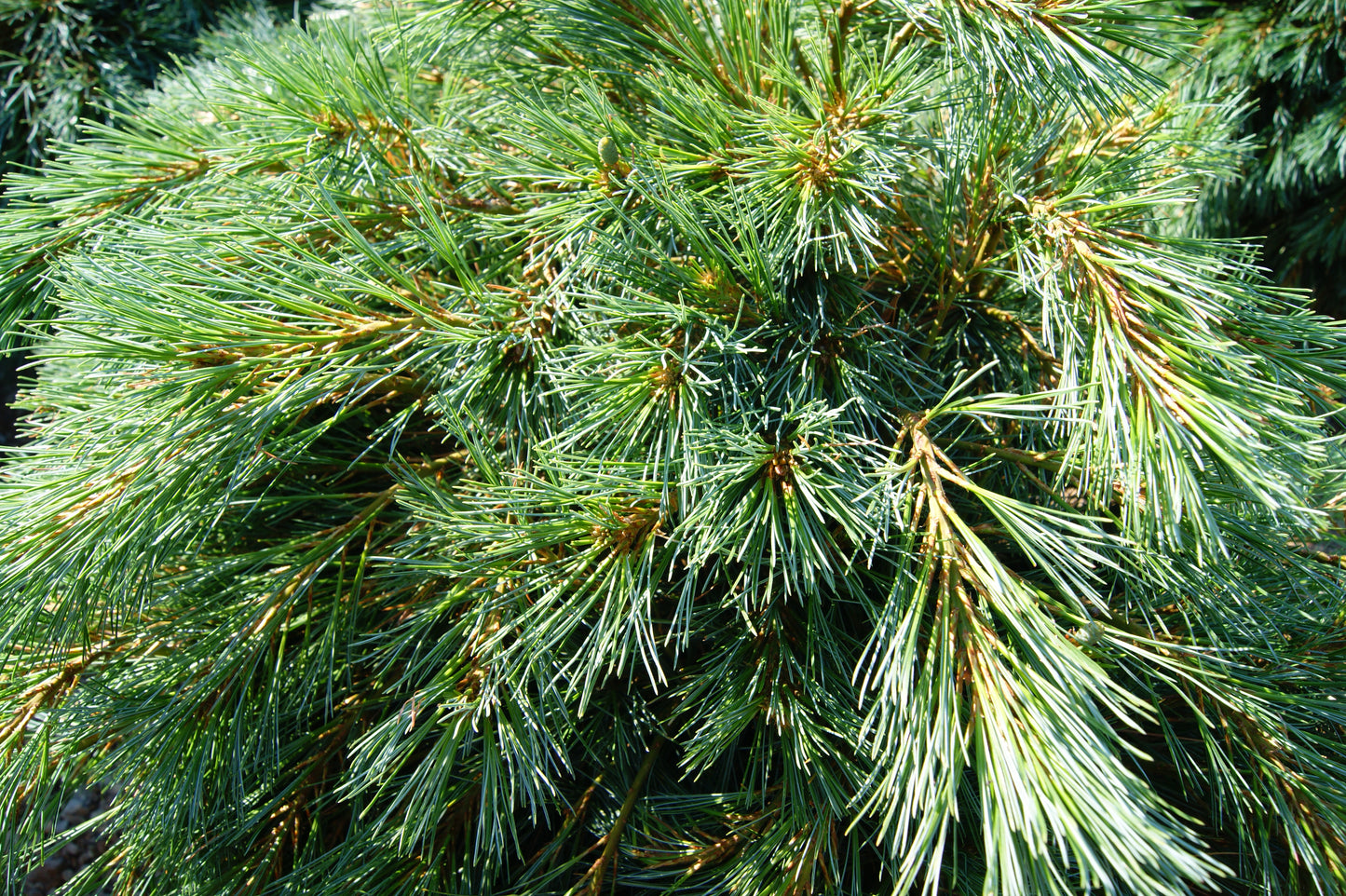 Pine, White 'Blue Shag' (Pinus)