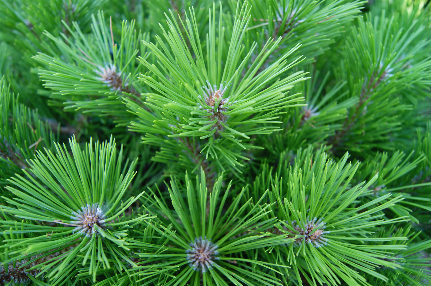 Pine, Japanese Red 'Low Glow' (Pinus)