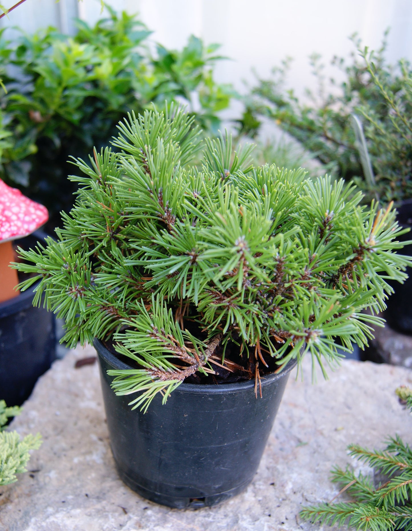 Pine, Swiss/ Mugo/ Mountain 'Mops' (Pinus)