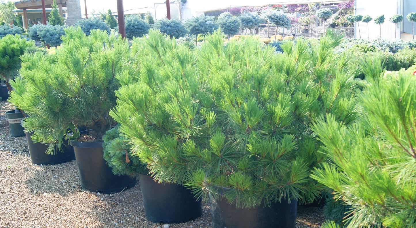 Pine, Japanese Red 'Umbraculifera Compacta' (Pinus)