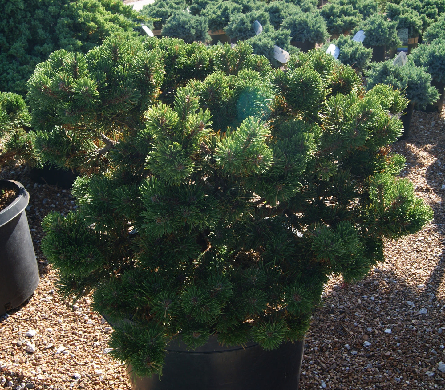 Pine, Swiss/ Mugo/ Mountain 'Jakobsen' (Pinus)
