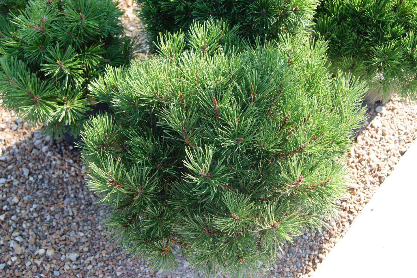 Pine, Swiss/ Mugo (Pinus)