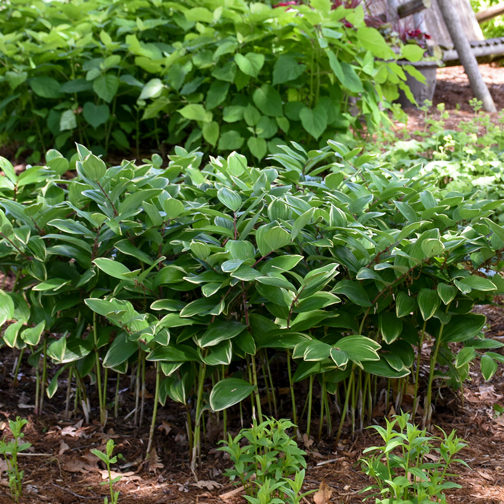 Soloman's Seal, Variegated (Polygonatum)