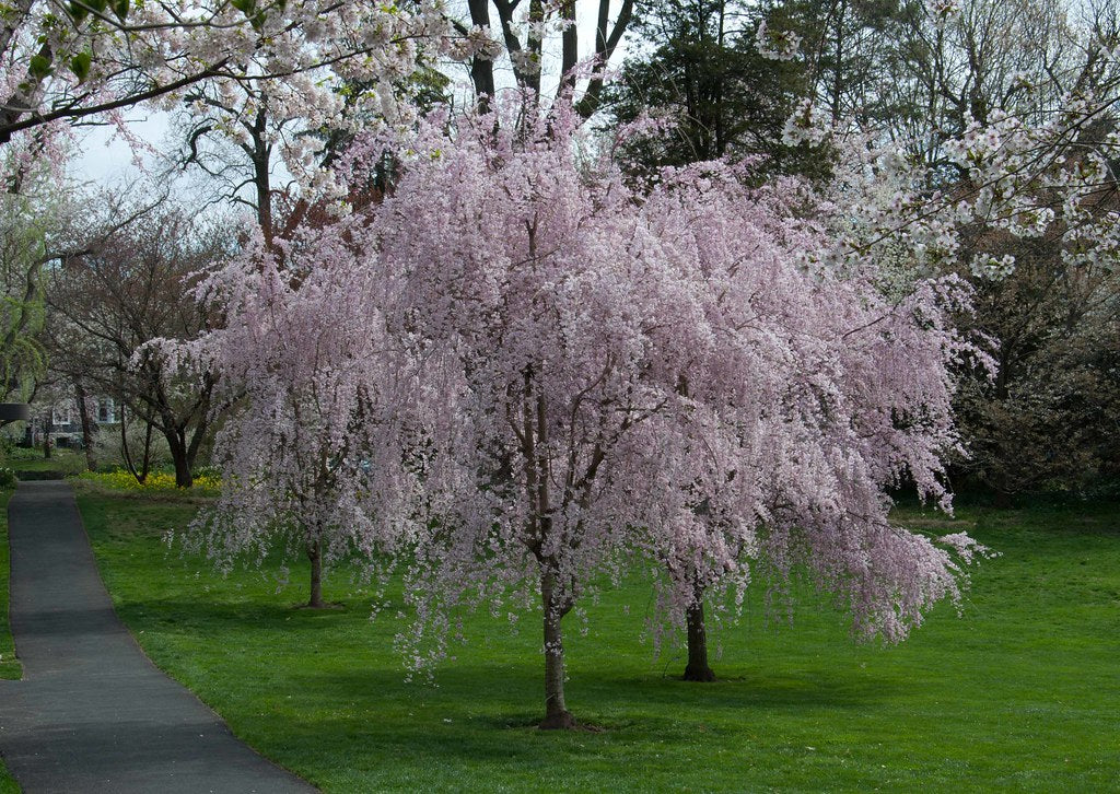 Cherry, Higan Weeping 'Pend Plena Rosea' (Prunus) Patio Tree