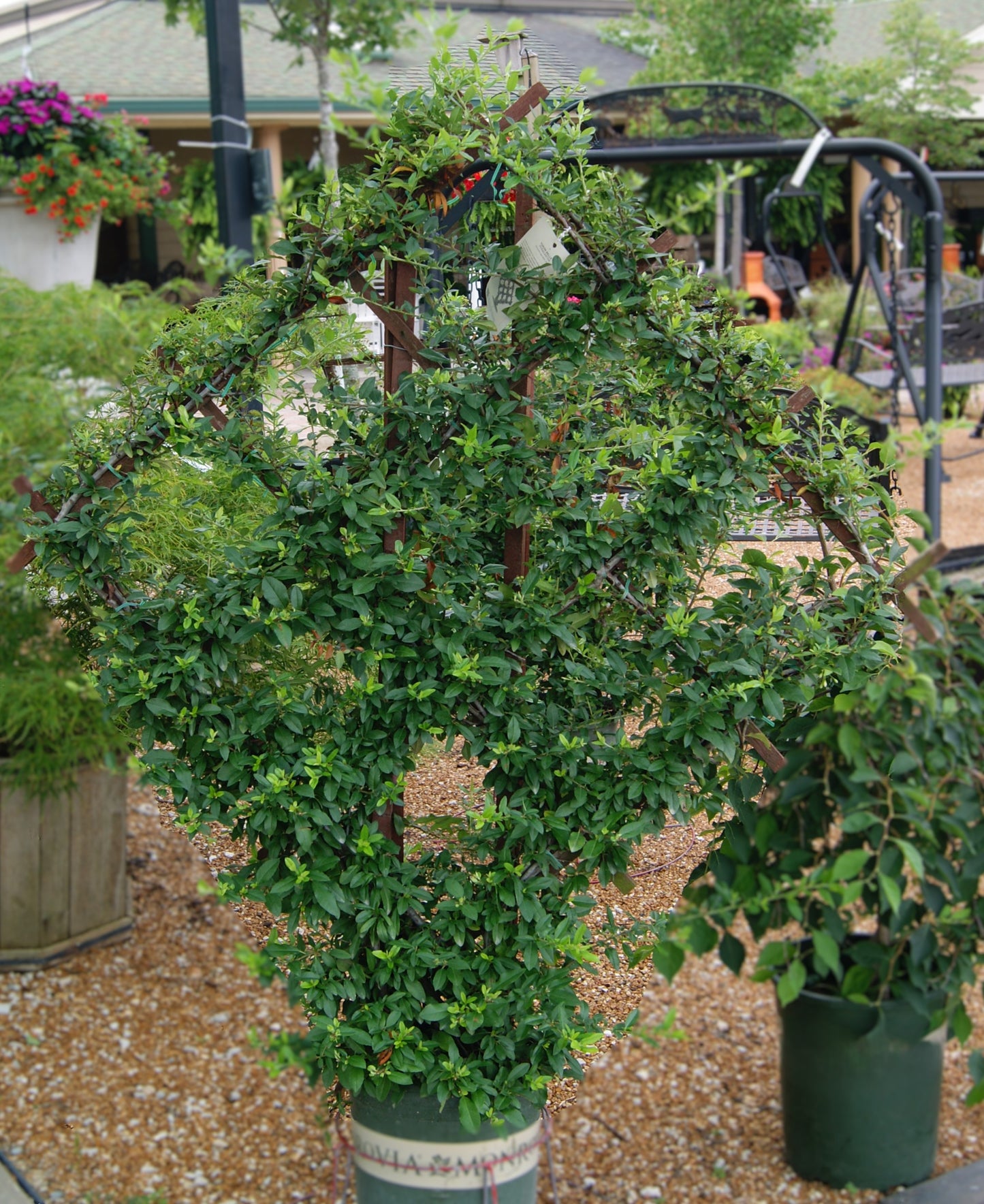 Firethorn 'Yukon Belle' (Pyracantha) Diamond Espalier
