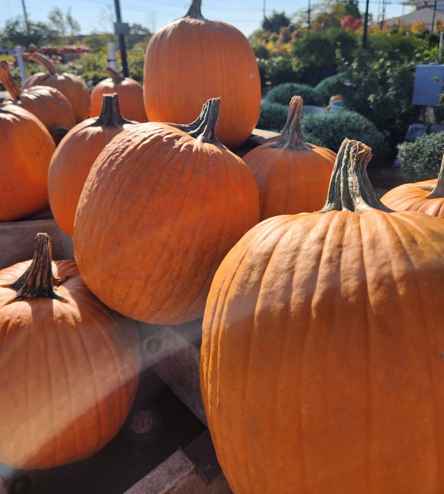 FRESH, Pumpkins Orange