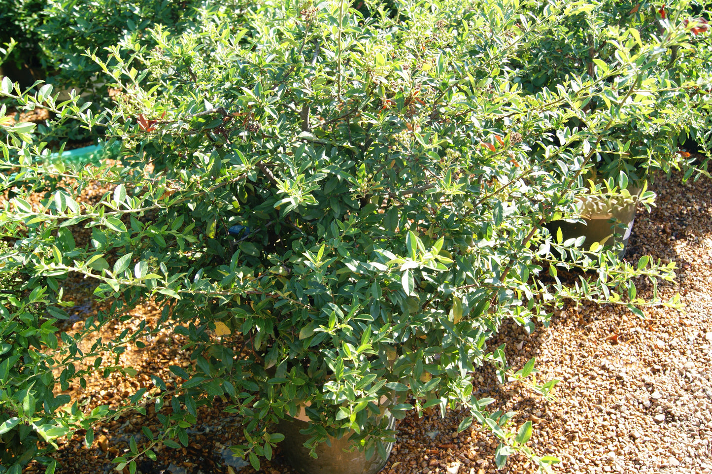 Firethorn 'Lowboy' (Pyracantha)