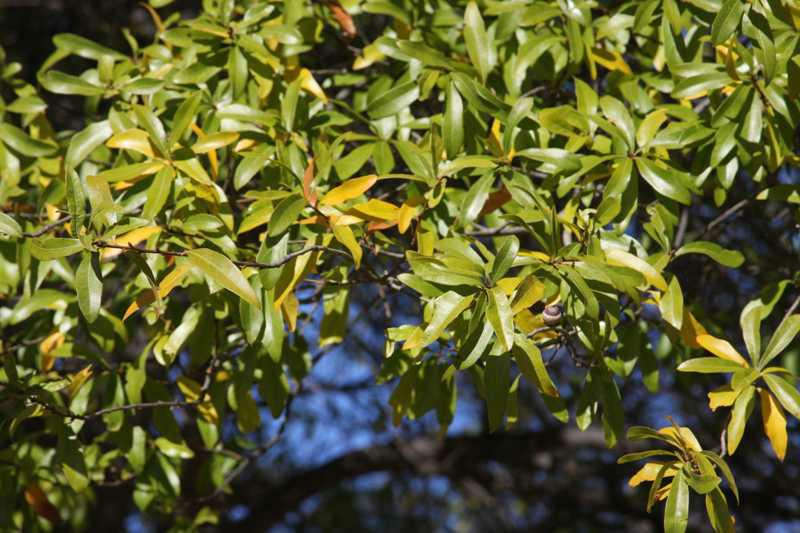 Oak, Willow (Quercus)