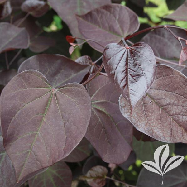 Redbud, Eastern 'Burgundy Hearts' (Cercis)