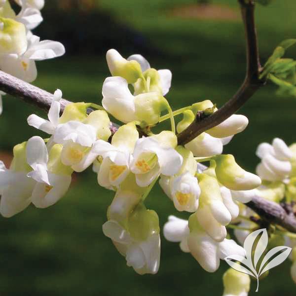 Redbud, Eastern Whitebud 'Royal White' (Cercis)
