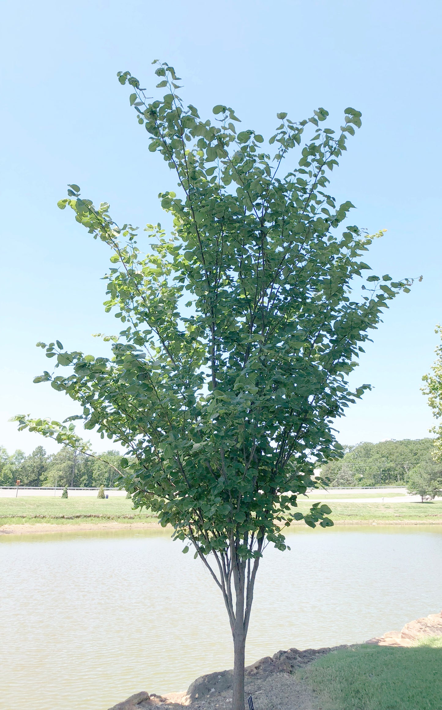 Redbud, Eastern Upright 'Summer's Tower' (Cercis)