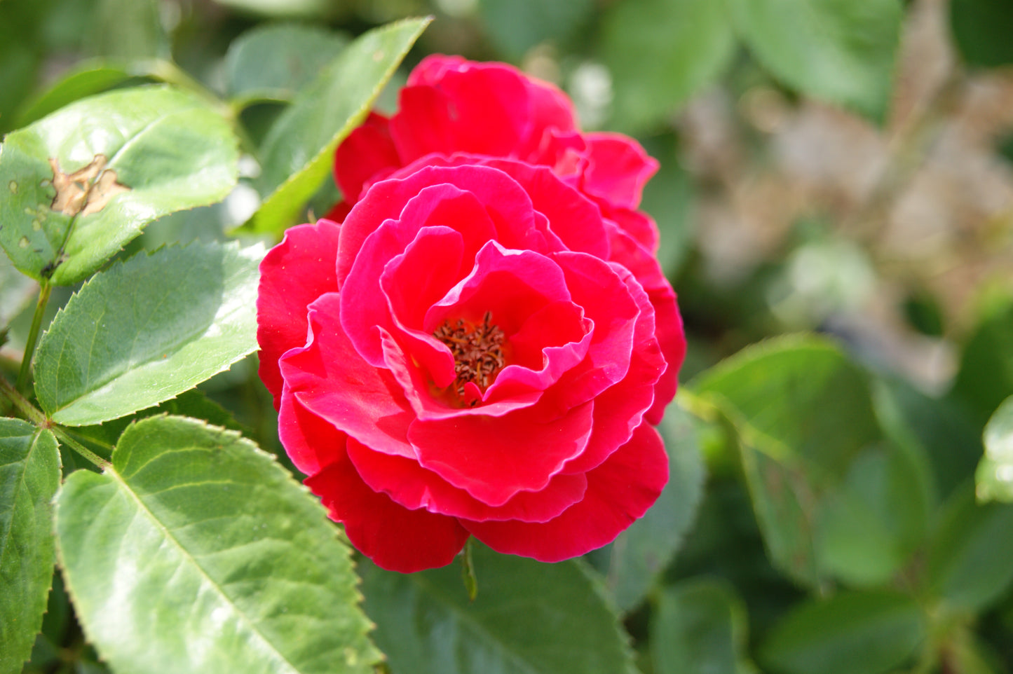 Rose, Floribunda 'Cherrytini' (Rosa)