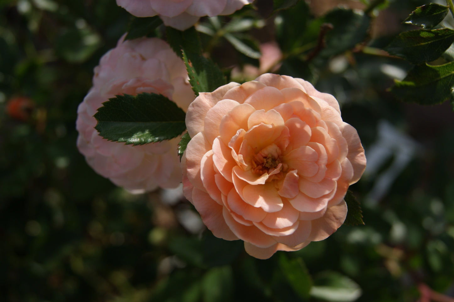 Rose, Spreading 'Coral Drift' (Rosa) Patio Tree