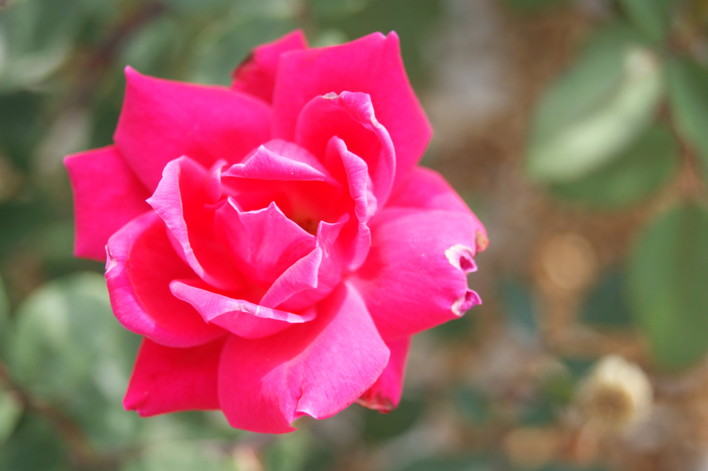 Rose, Shrub 'Double Pink Knock Out' (Rosa) Patio Tree