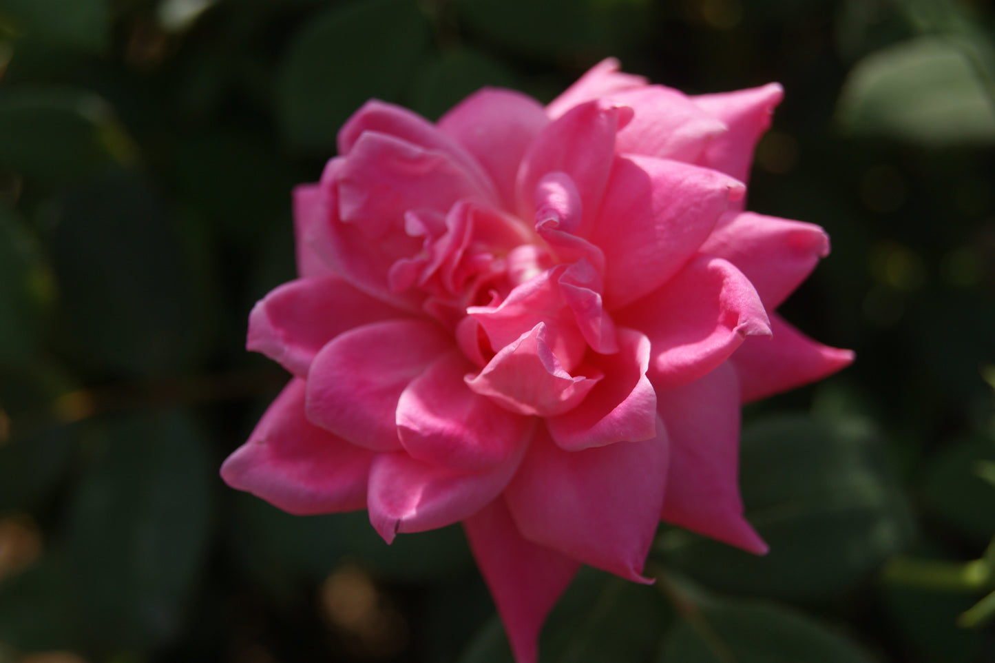 Rose, Shrub 'Double Pink Knock Out' (Rosa)