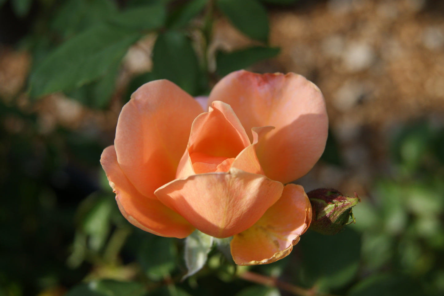 Rose, Shrub 'Easy Elegance Sweet Fragrance' (Rosa)