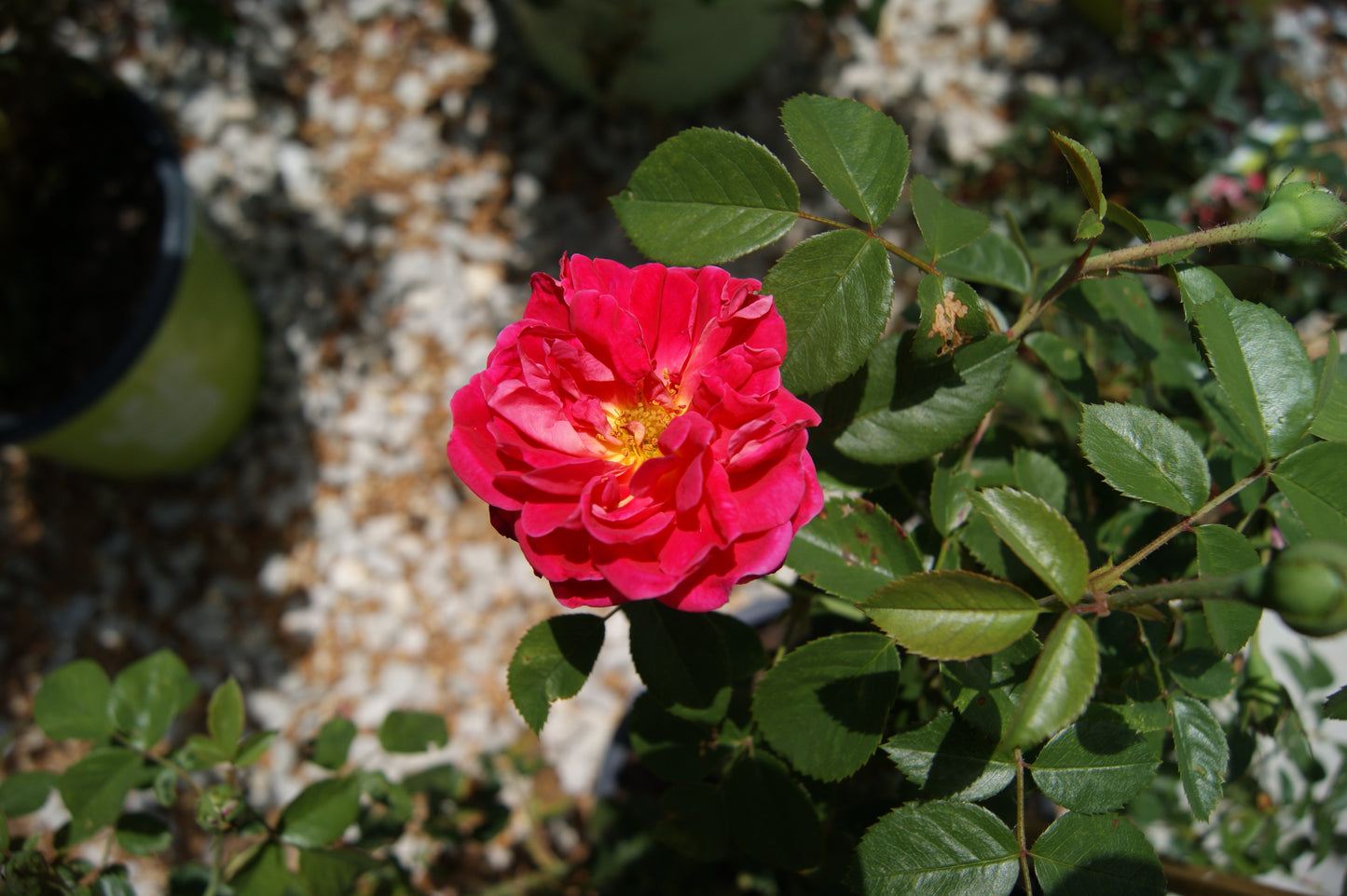 Rose, Climbing 'Highwire Flyer' (Rosa)