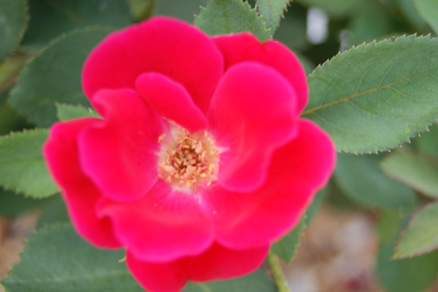 Rose, Shrub 'Knock Out' (Rosa)