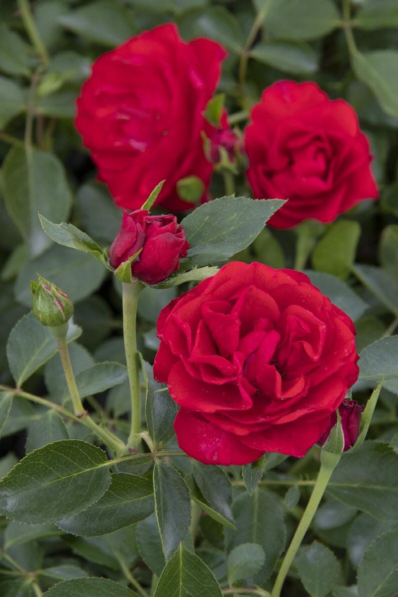 Rose, Shrub 'Nitty Gritty Red' (Rosa)