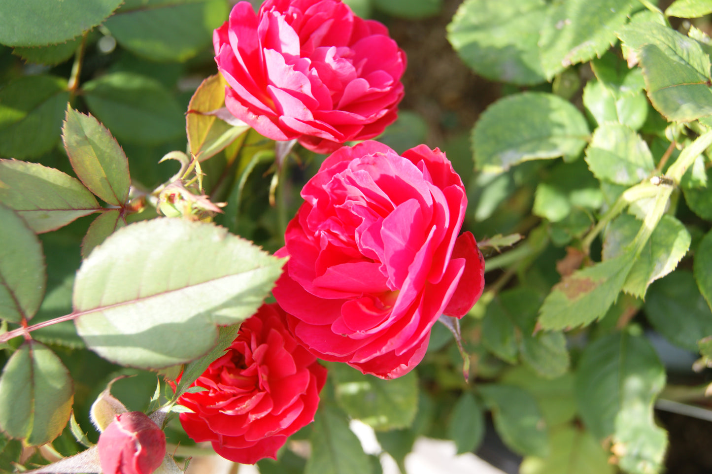Rose, Shrub 'OSo Easy Double Red' (Rosa)