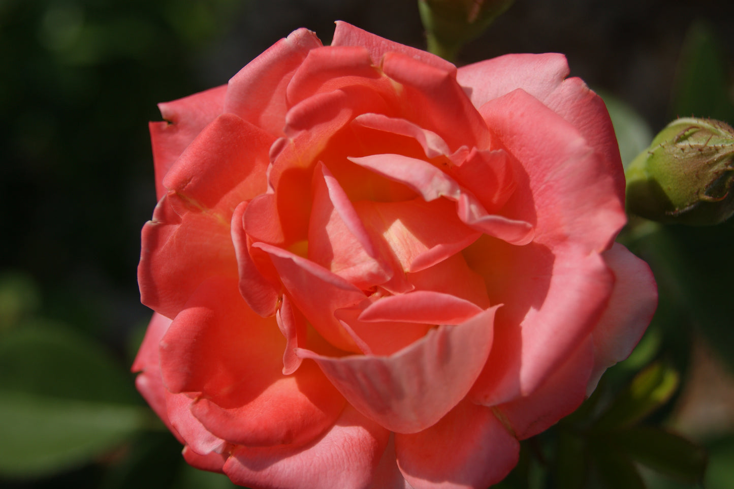 Rose, Shrub 'Orange Glow Knock Out' (Rosa)