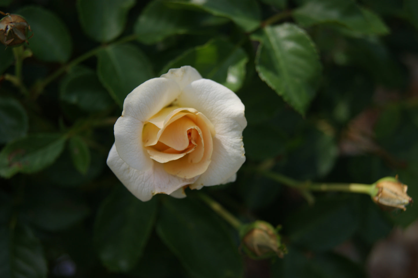 Rose, Shrub 'Nitty Gritty Peach' (Rosa)