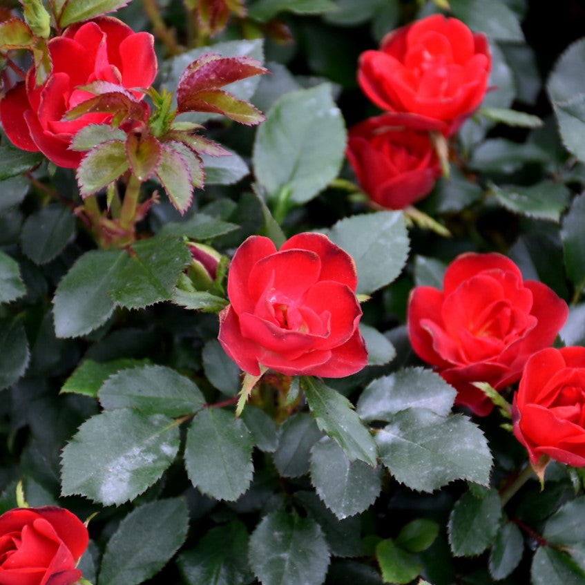 Rose, Shrub 'Petite Knock Out' (Rosa) Patio Tree