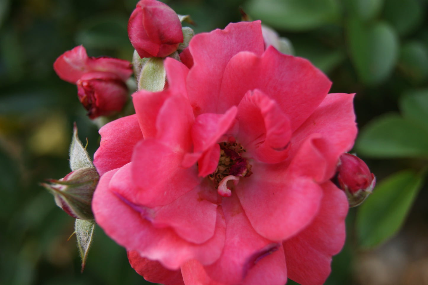 Rose, Shrub 'Nitty Gritty Pink' (Rosa)
