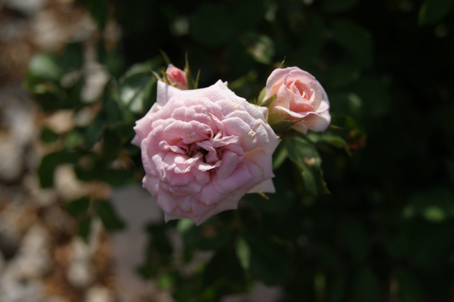 Rose, Spreading 'Sweet Drift' (Rosa)