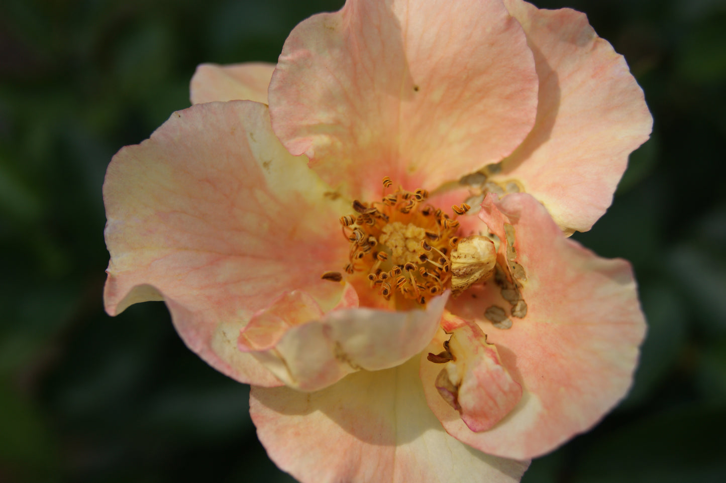 Rose, Shrub 'Nitty Gritty Yellow' (Rosa)