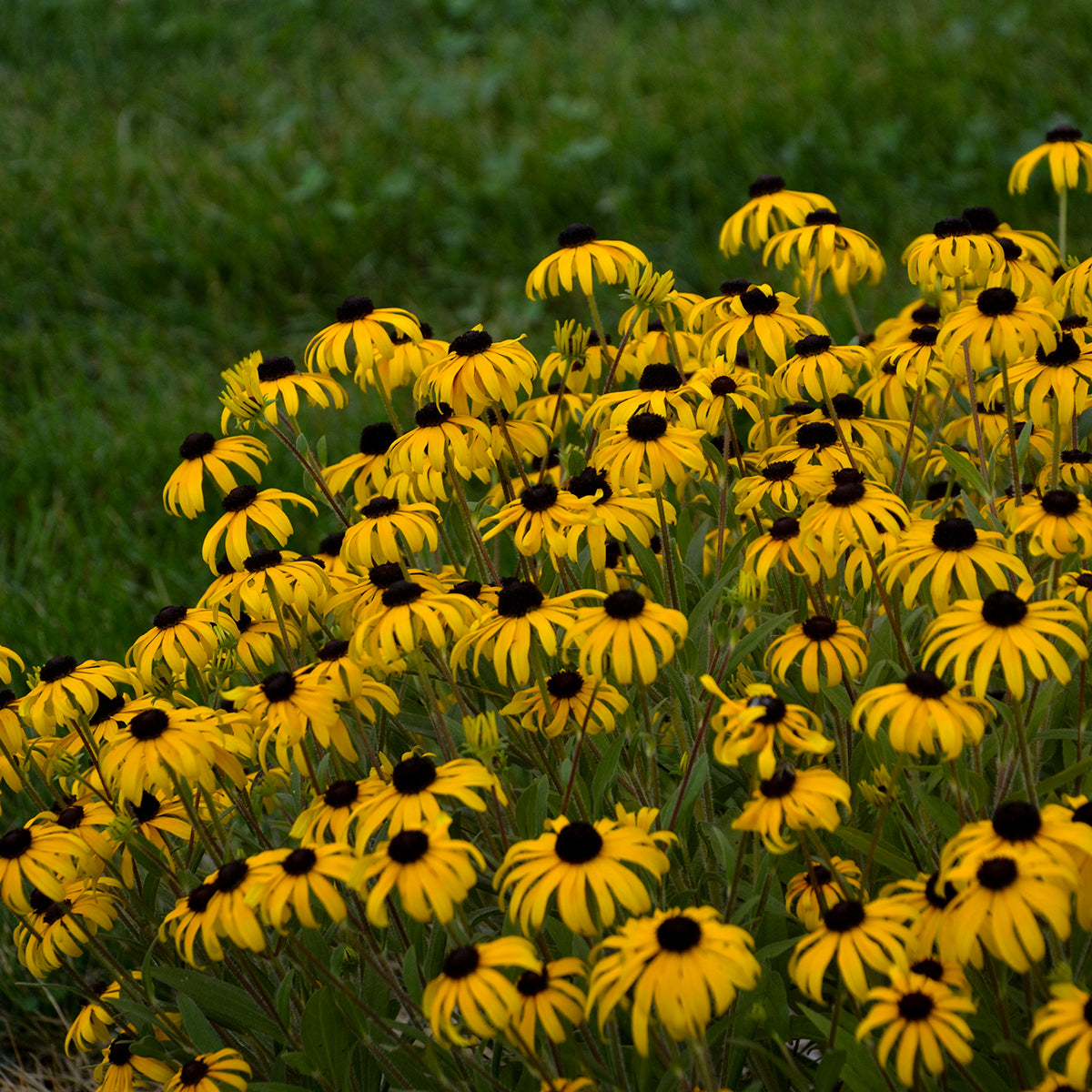 Black-eyed Susan, 'American Gold Rush' (Rudbeckia)