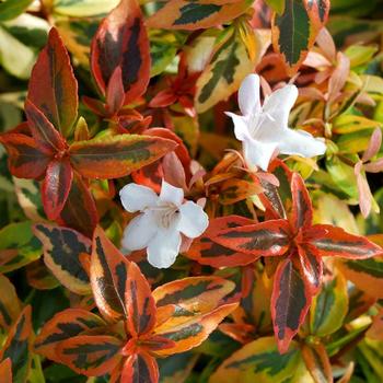Abelia, Glossy Variegated Dwarf 'Twist of Orange' (Abelia)