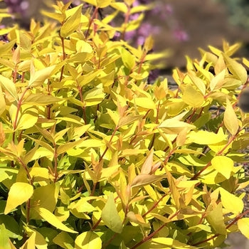 Abelia, Glossy Variegated Dwarf 'Twist of Mango' (Abelia)