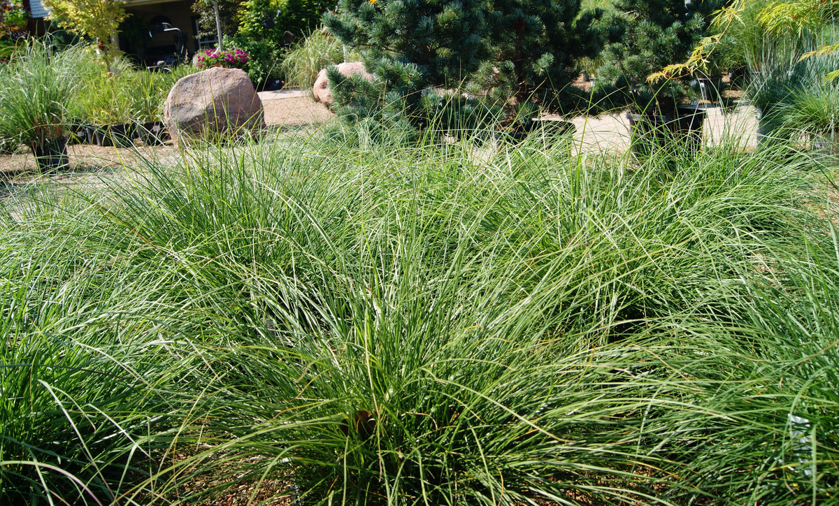 Grass, Hardy Pampas / Raven (Saccharum)