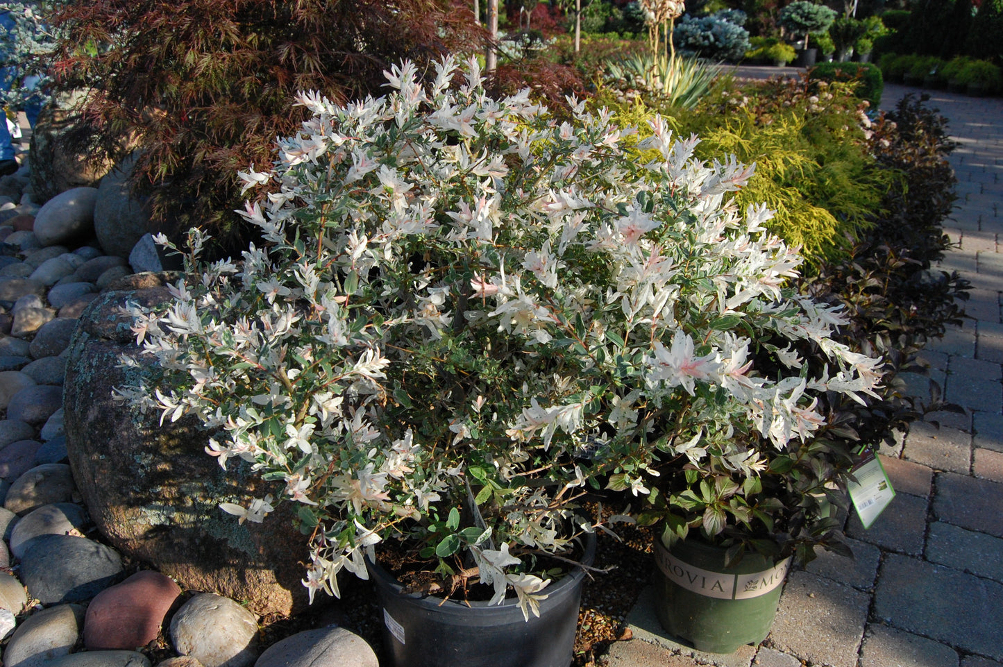 Willow, Dappled Japanese 'Hakuro Nishiki' (Salix)