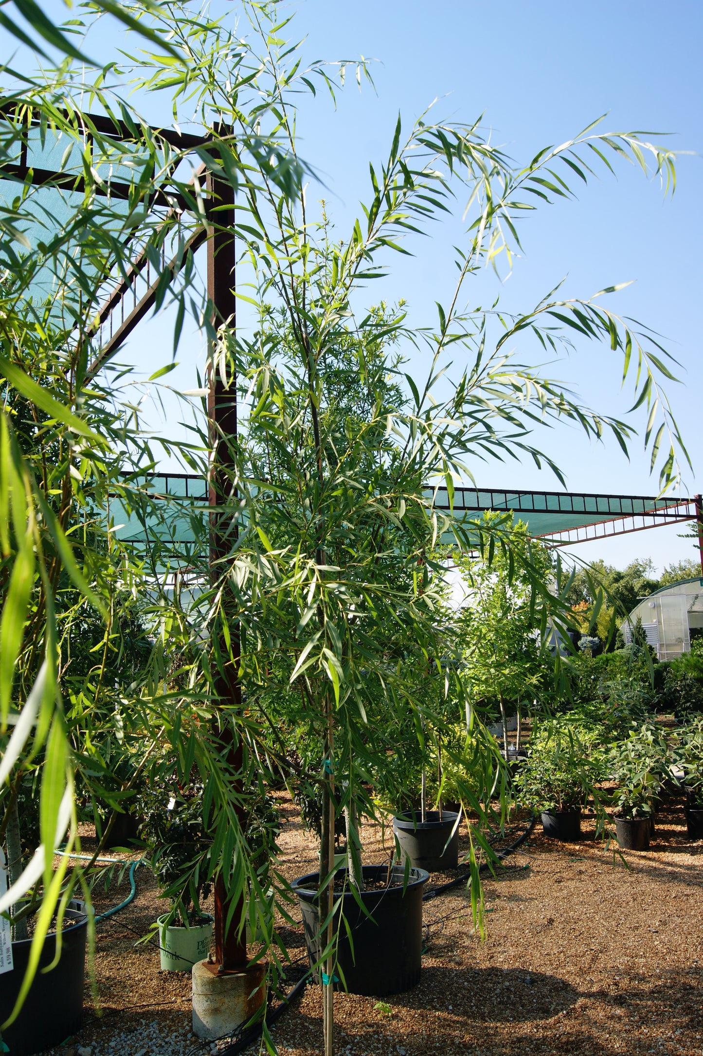Willow, Babylon Weeping (Salix)